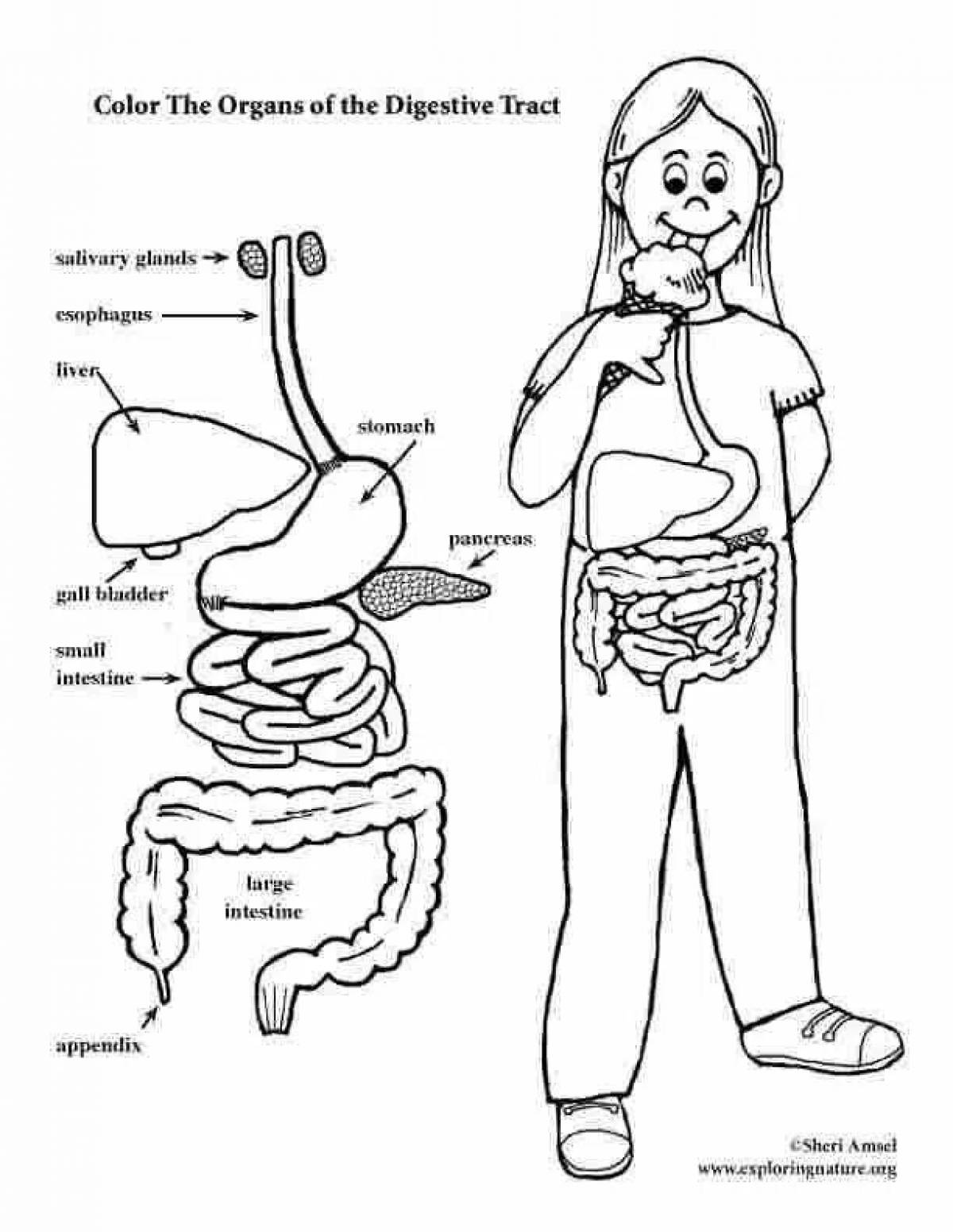 A fun coloring of the digestive system
