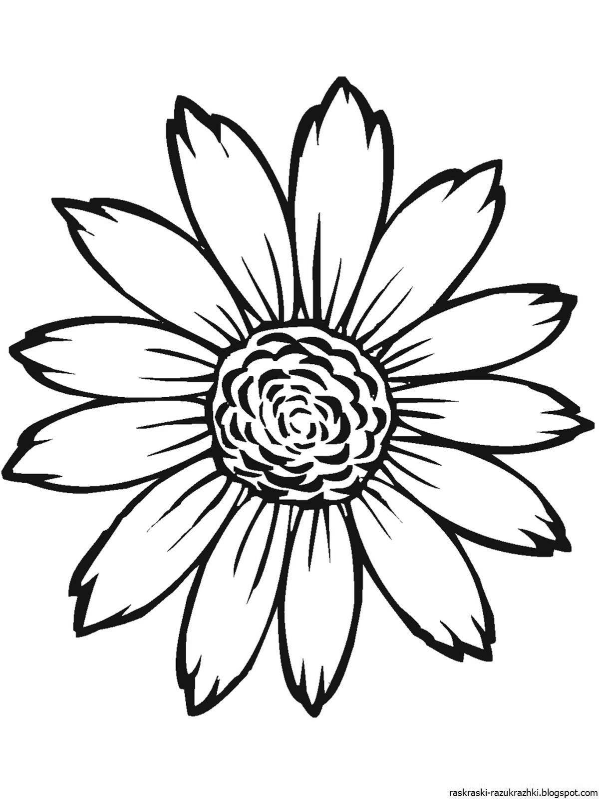 Colouring calm chamomile flowers