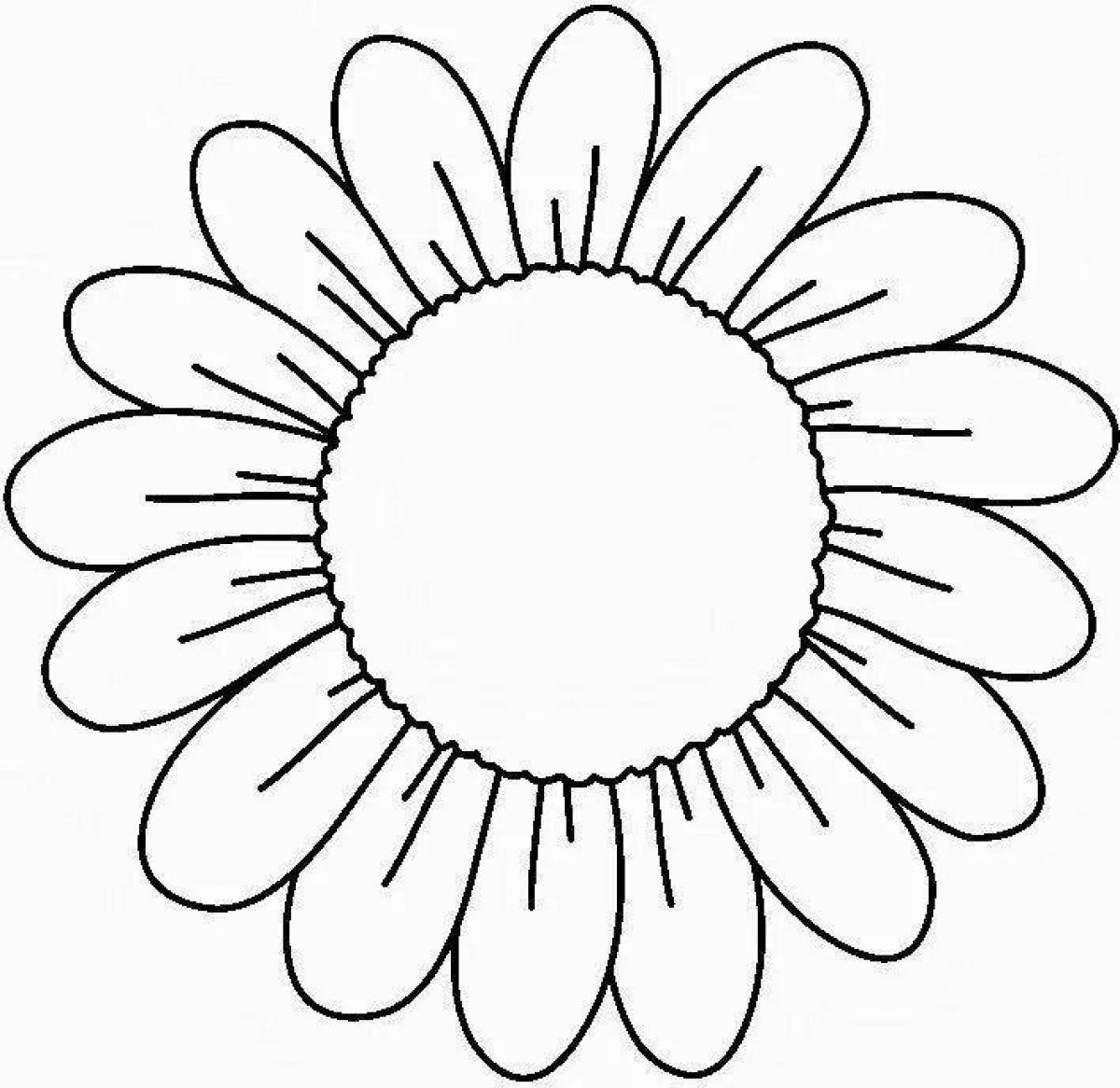 Coloring book shining chamomile flowers