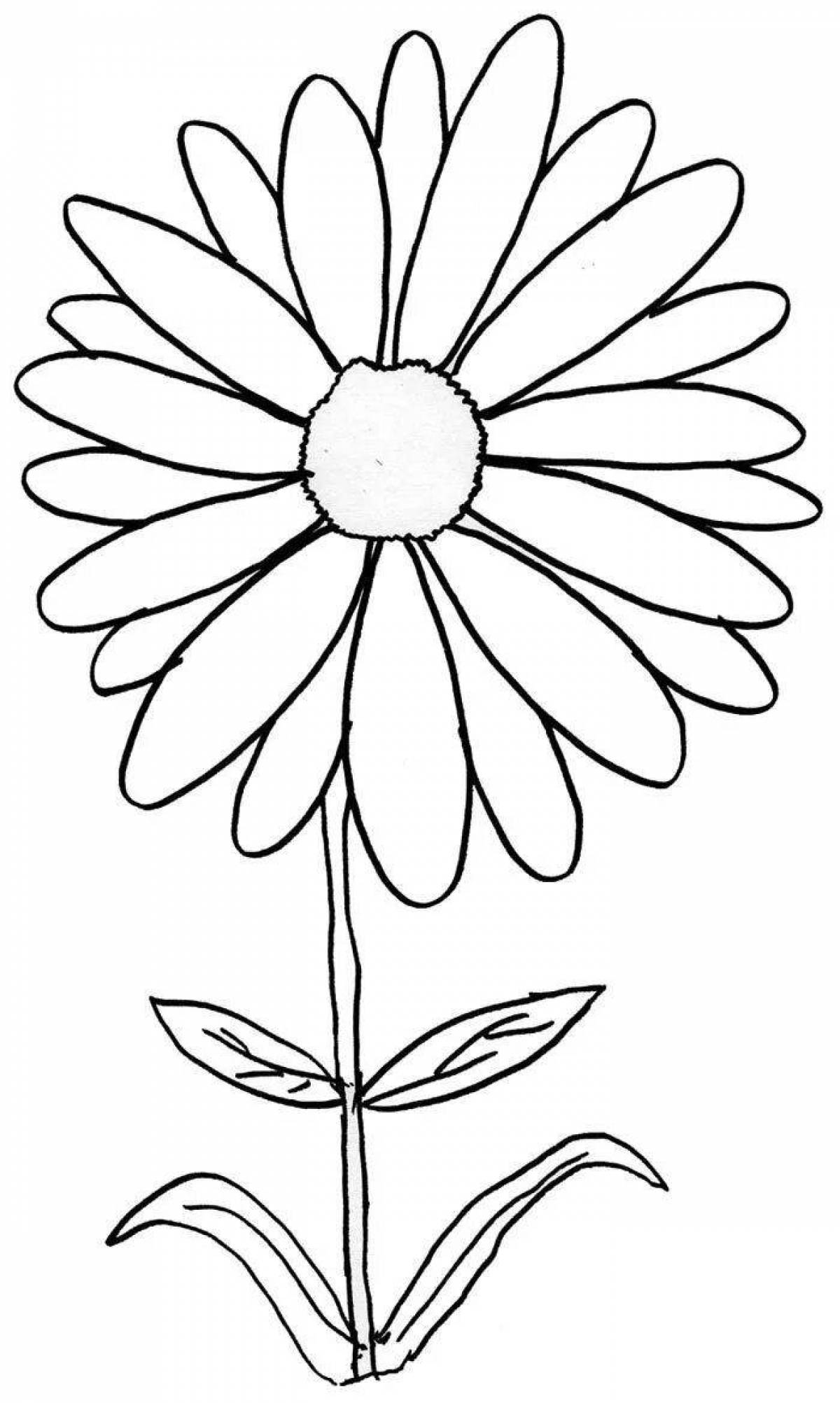 Coloring royal chamomile flowers