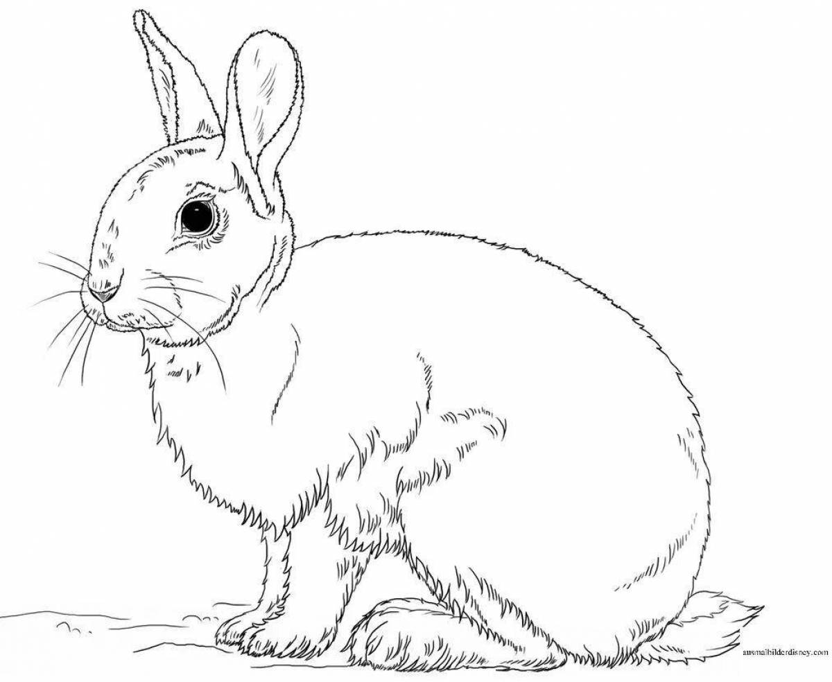 Рисунок заяц беляк карандашом 53 фото