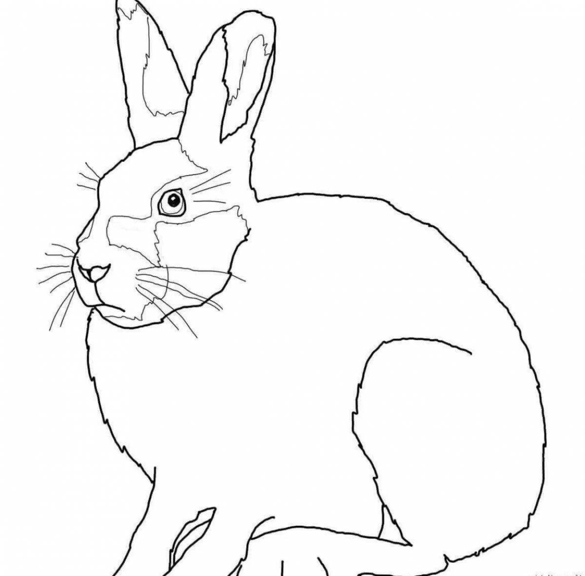 Adorable white hare coloring
