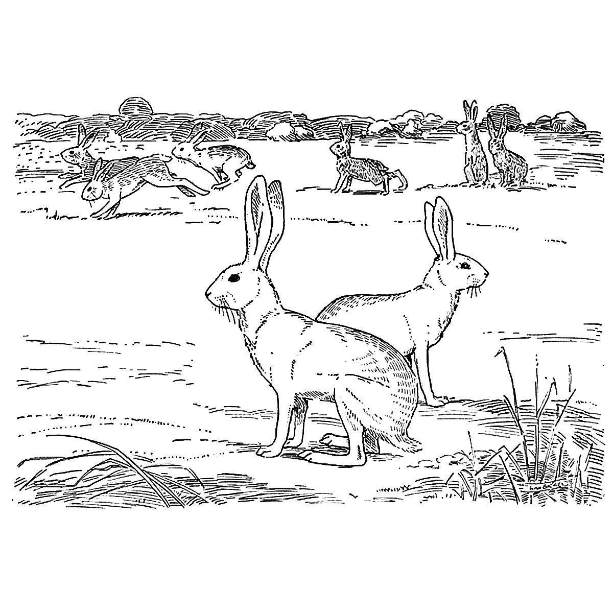 Coloring book cheerful white hare