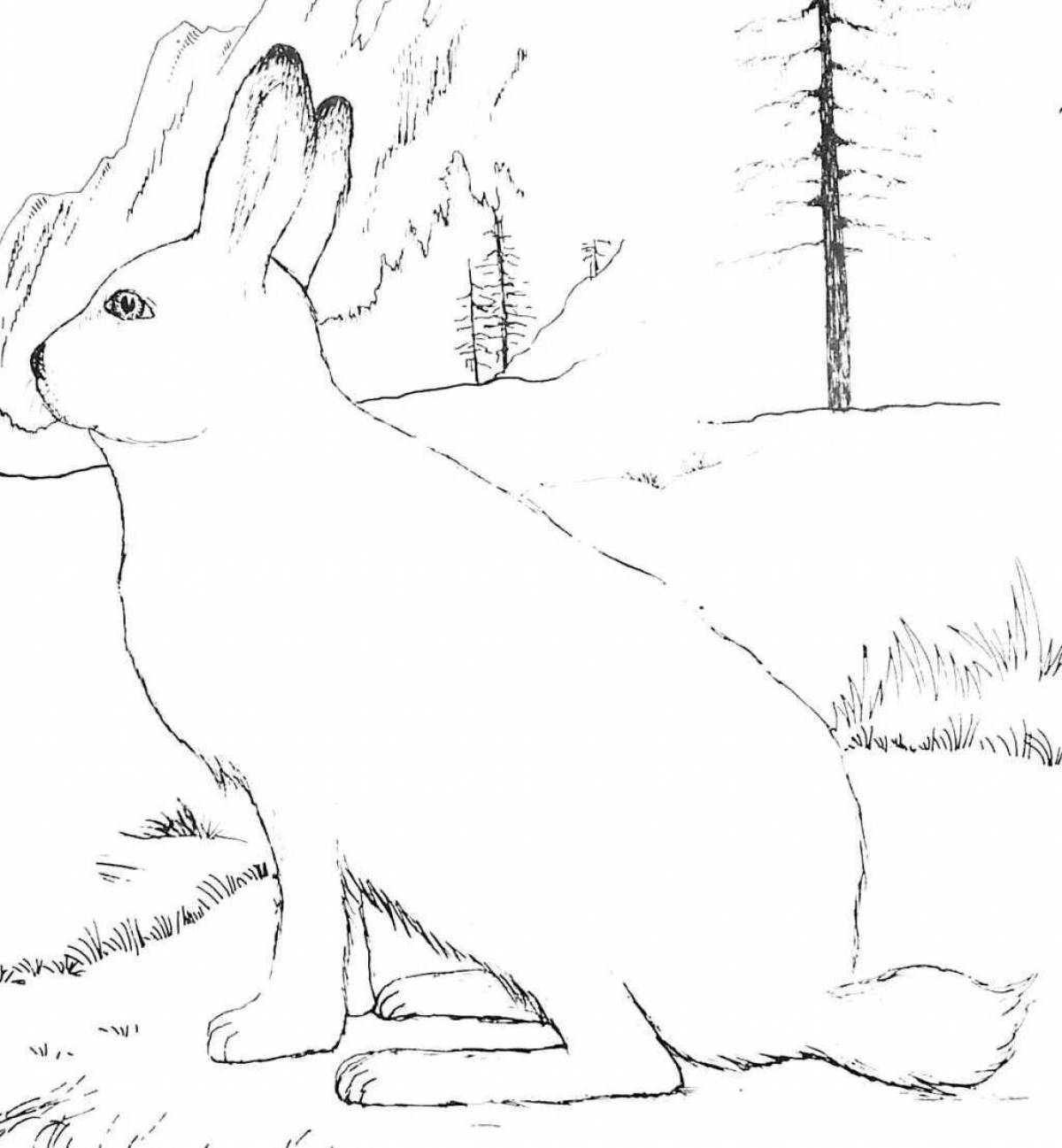 Exquisite white hare coloring