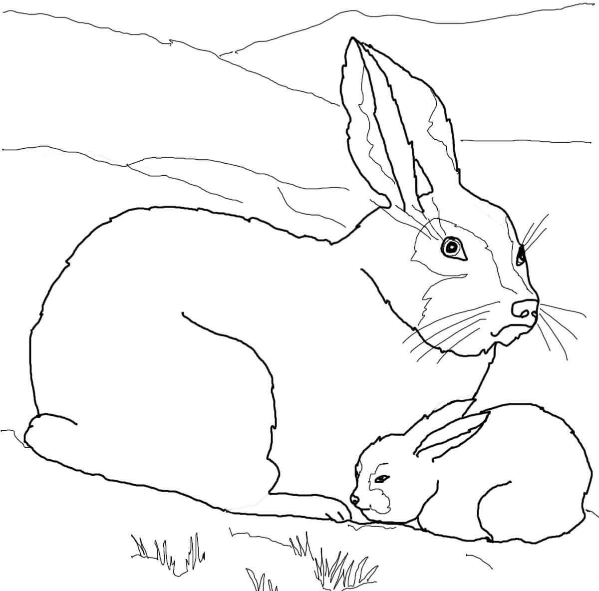 Charming white hare coloring