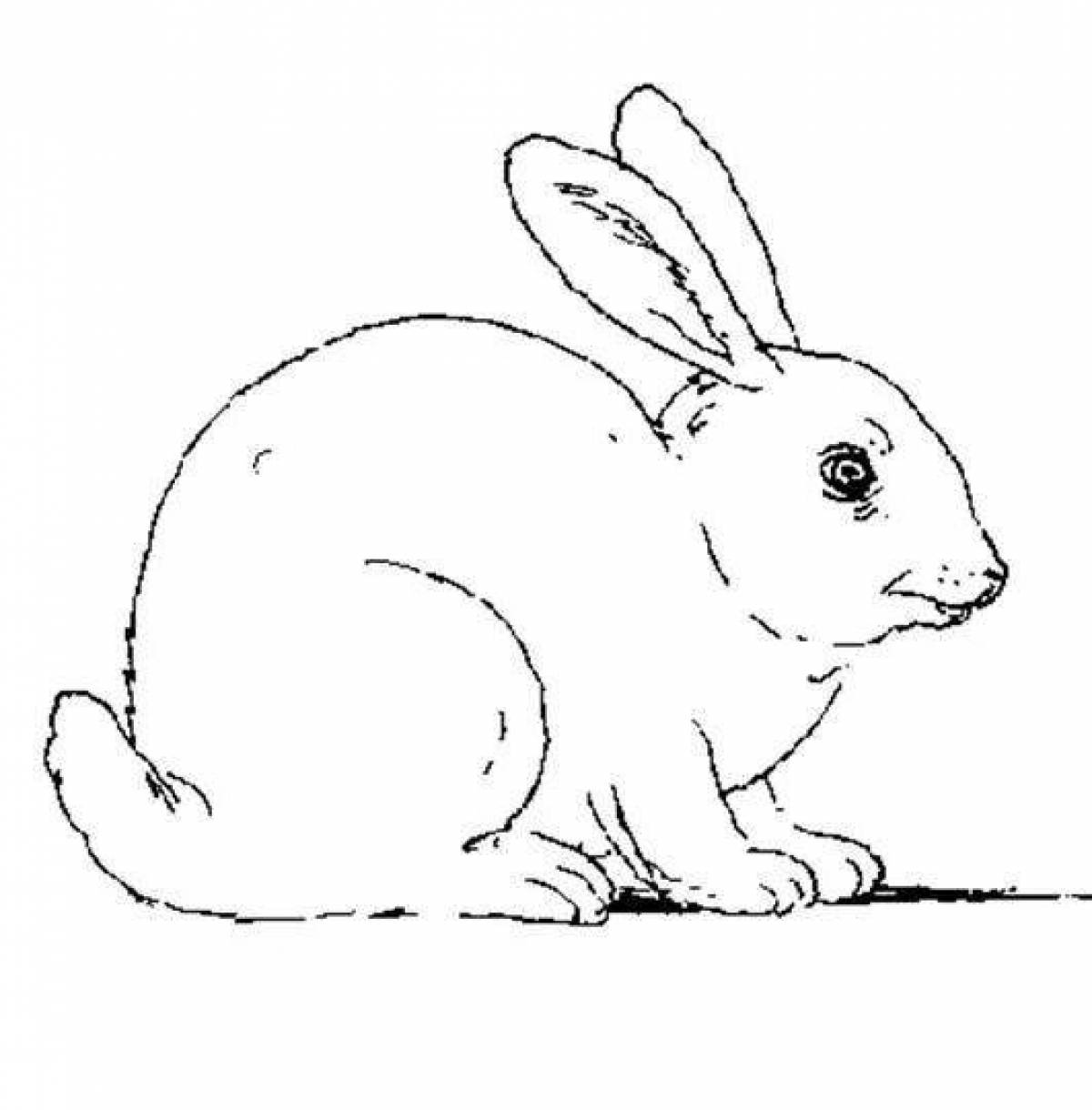 Coloring book exquisite white hare