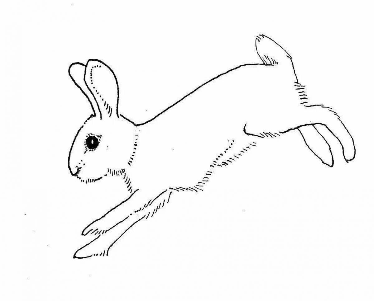 Раскраска живой белый заяц