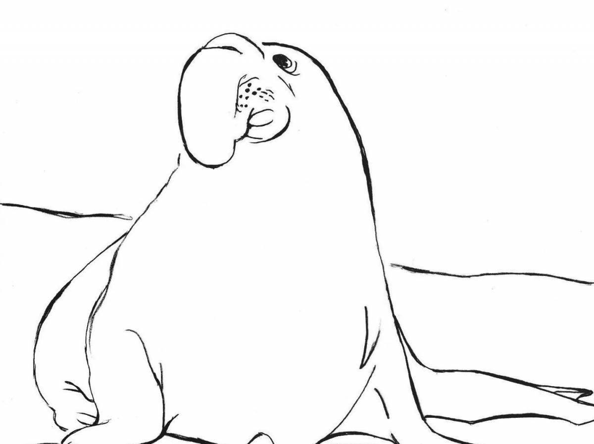 Coloring majestic elephant seal
