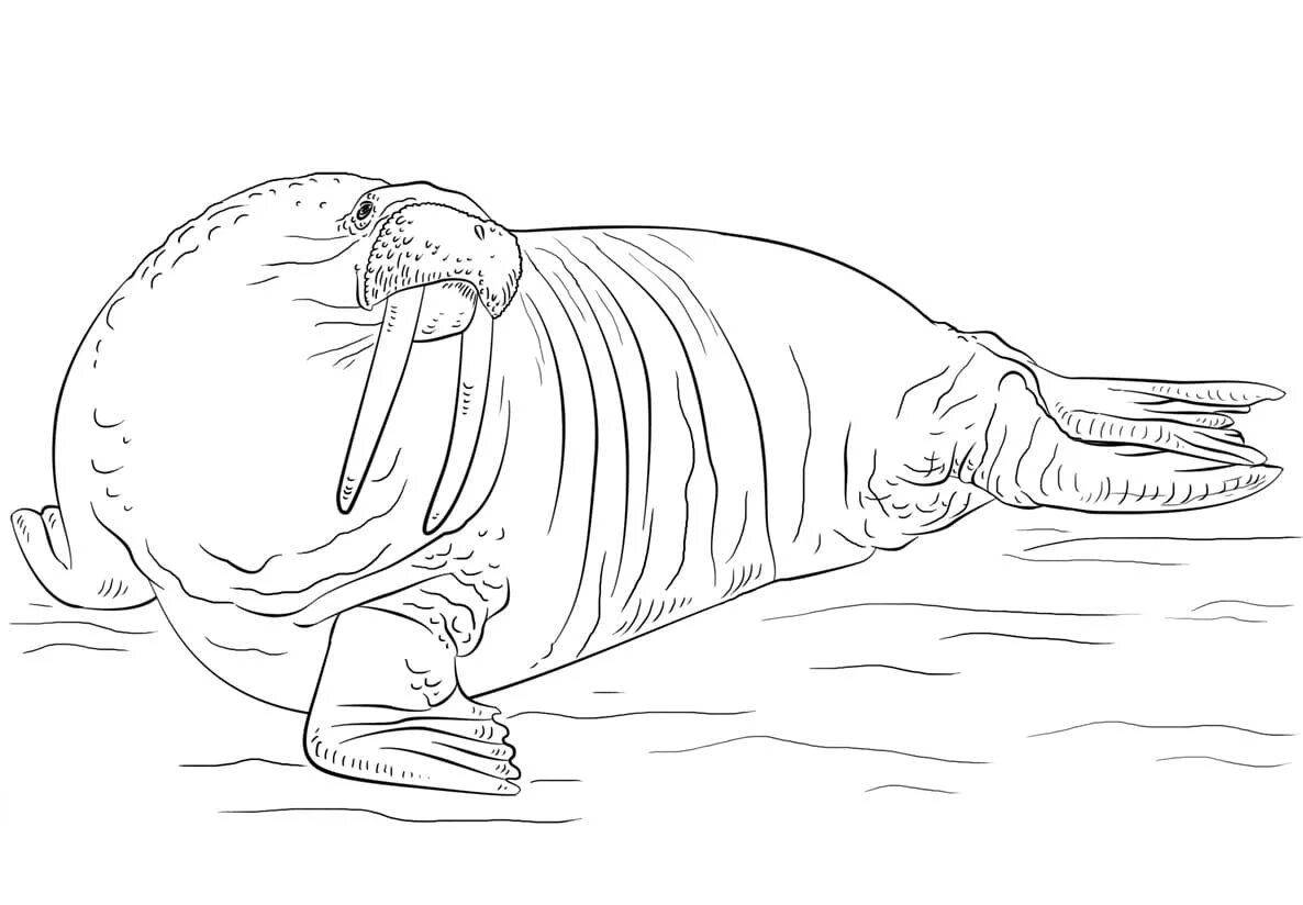 Playful elephant seal coloring page