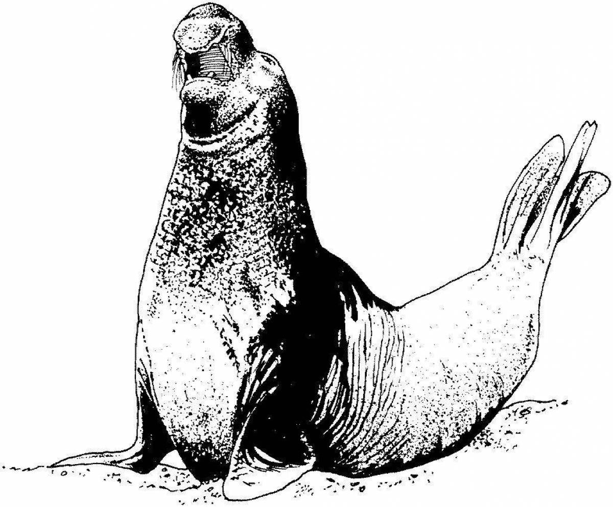 Amazing elephant seal coloring page