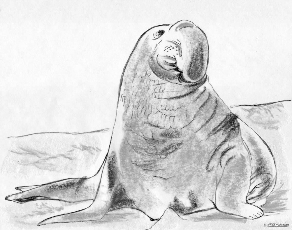 Coloring big elephant seal