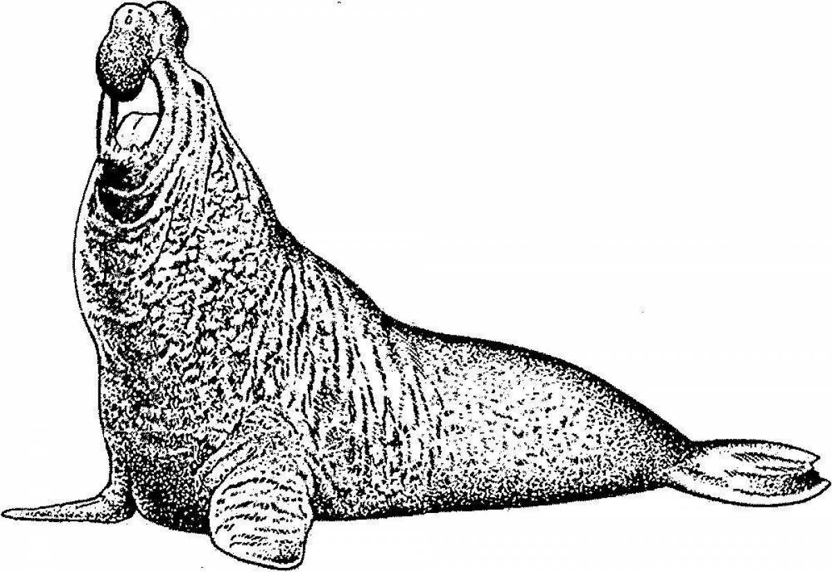 Elephant seal #2