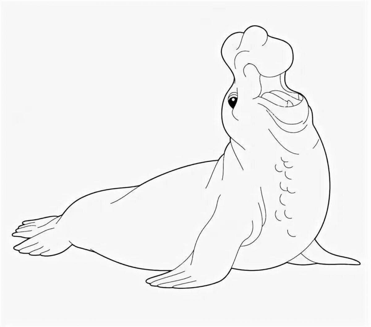 Elephant seal #5