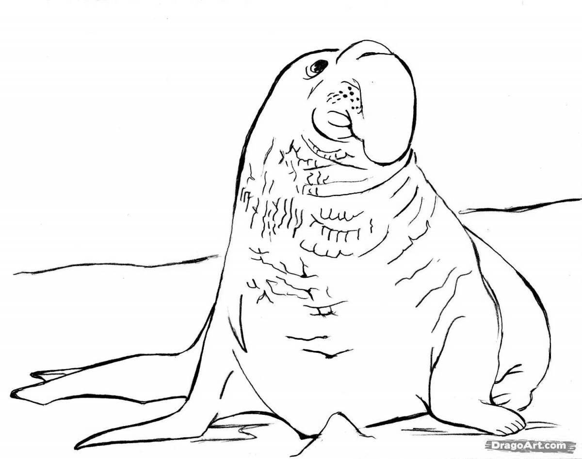 Elephant seal #6