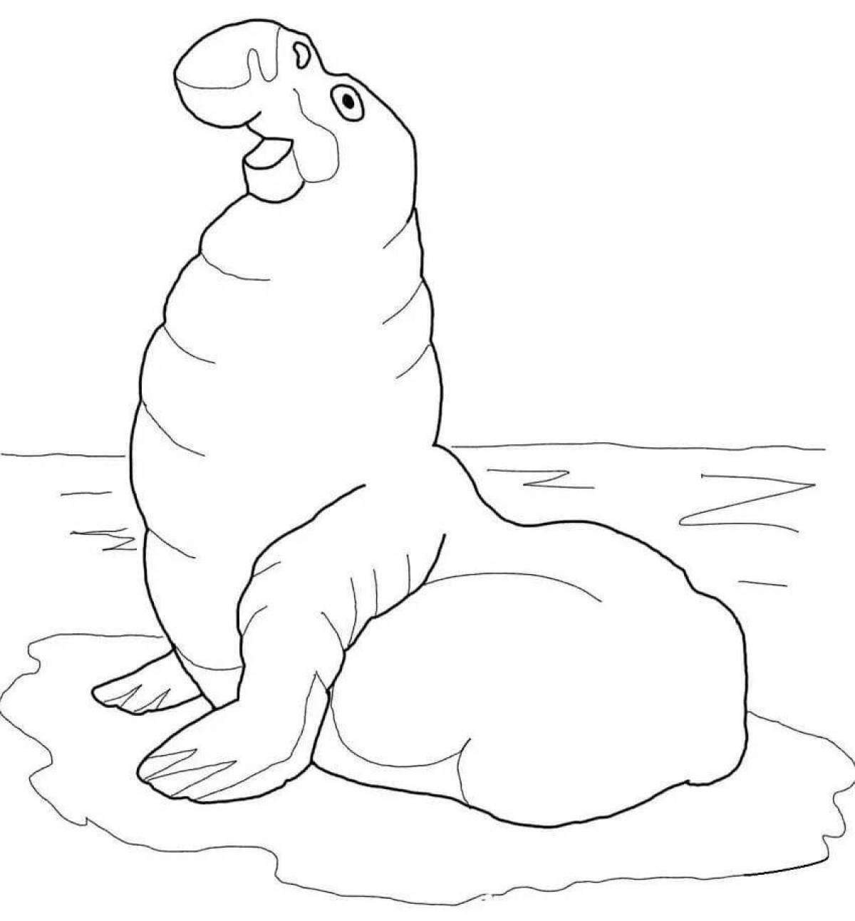 Elephant seal #7