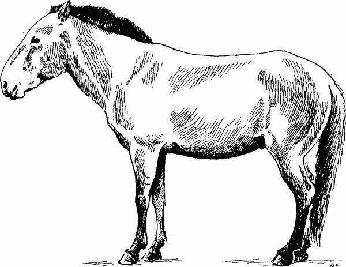 Раскраска лошадь величественного пржевальского