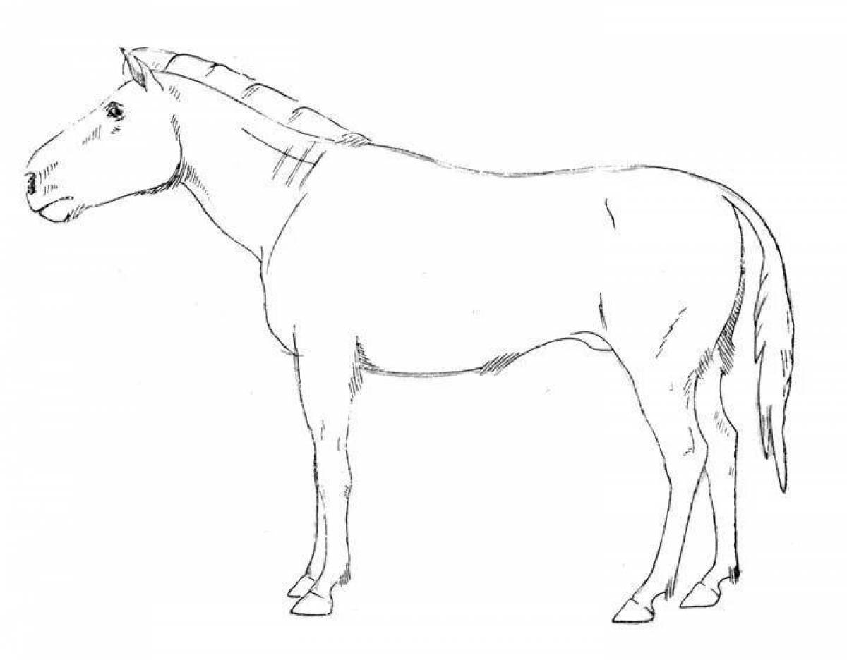 Coloring book bright Przewalski's horse