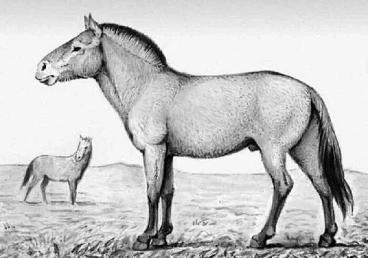 Coloring page magnificent Przewalski's horse
