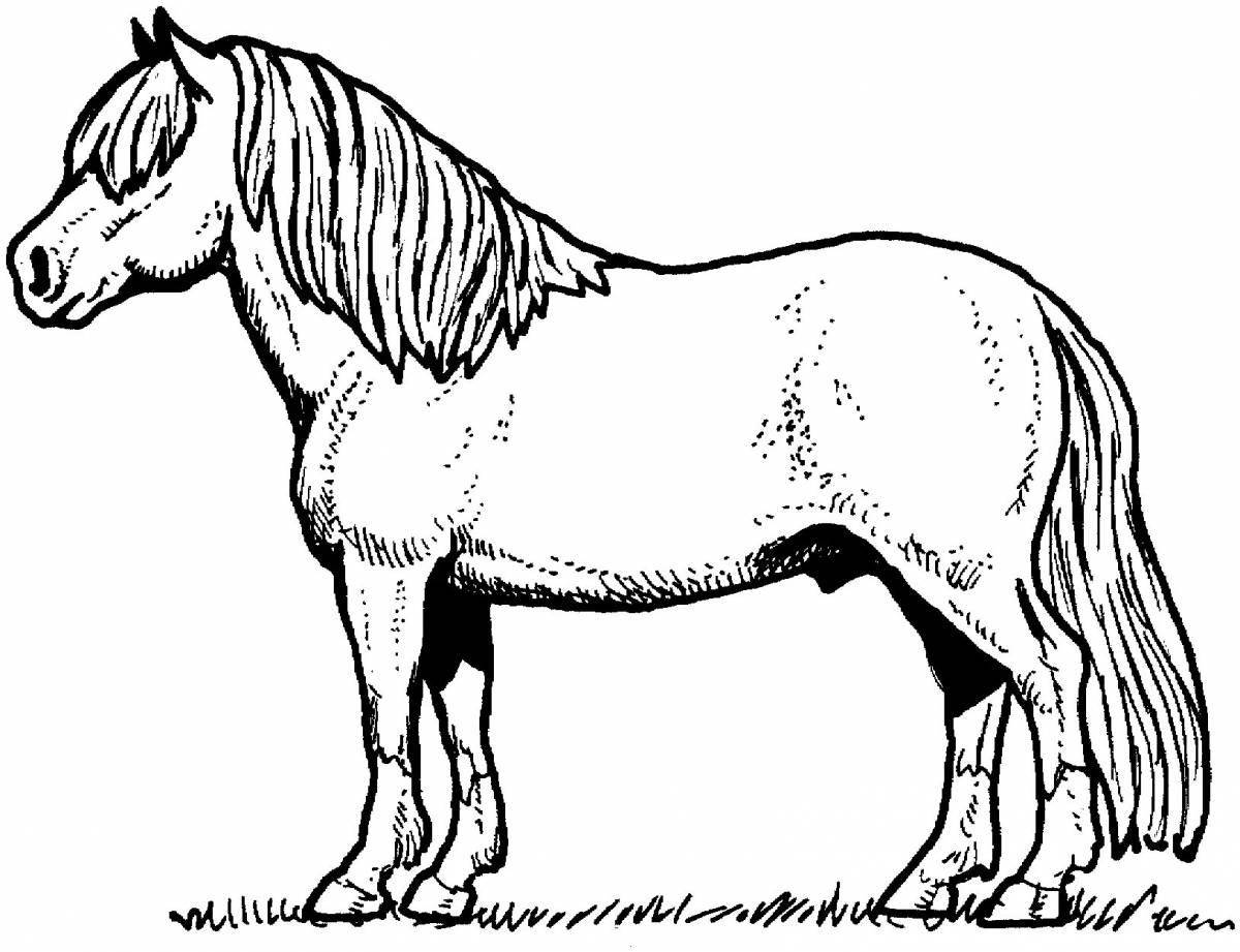 Раскраска лошадь лучезарного пржевальского