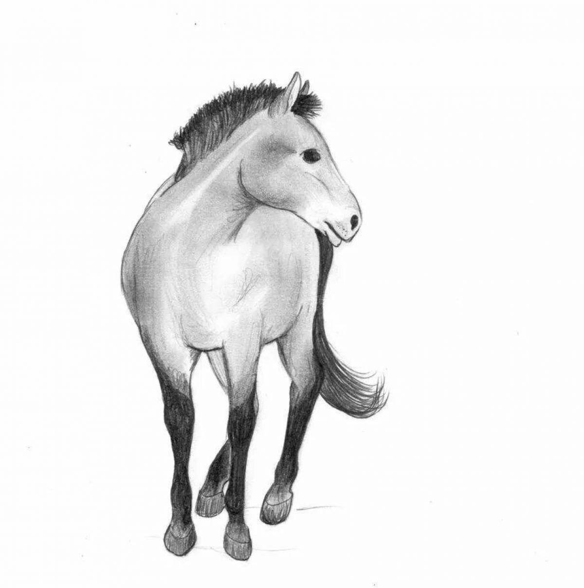 Coloring page magnificent Przewalski's horse