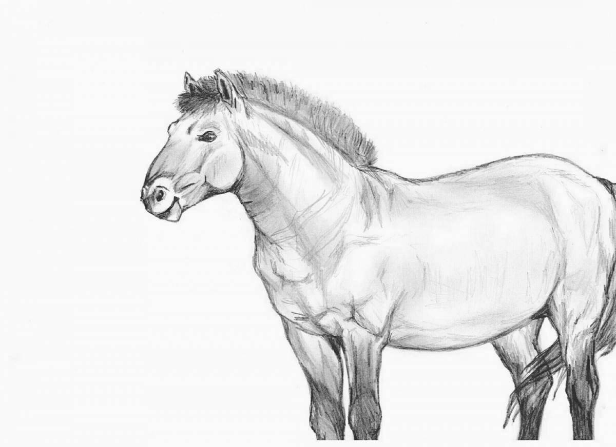 Coloring book beautiful Przewalski's horse