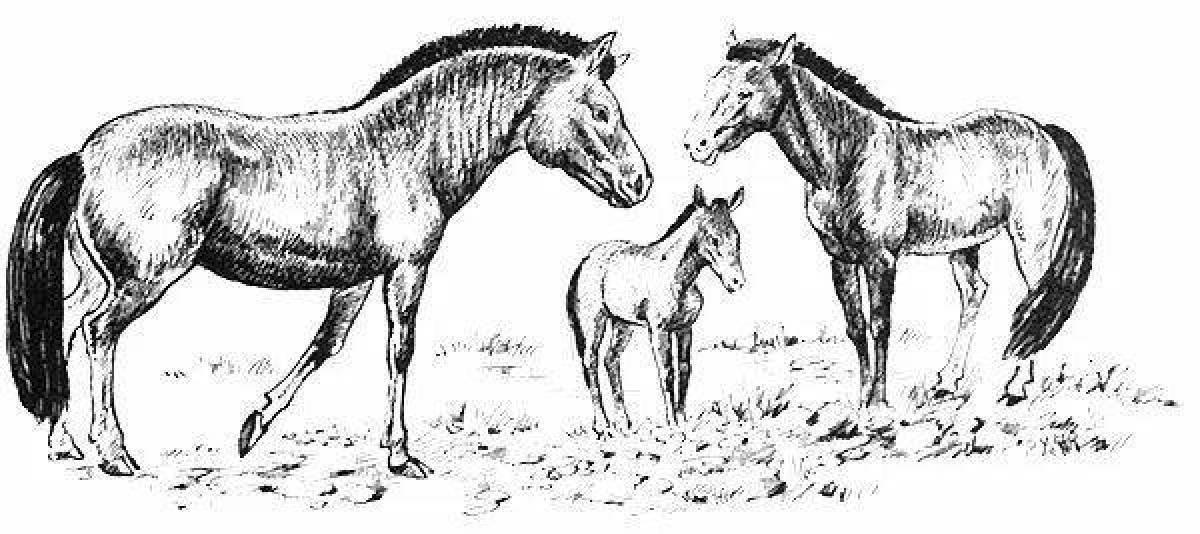 Coloring page delightful Przewalski's horse