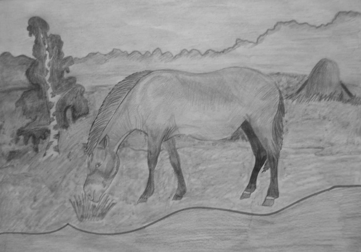 Раскраска лошадь грациозного пржевальского
