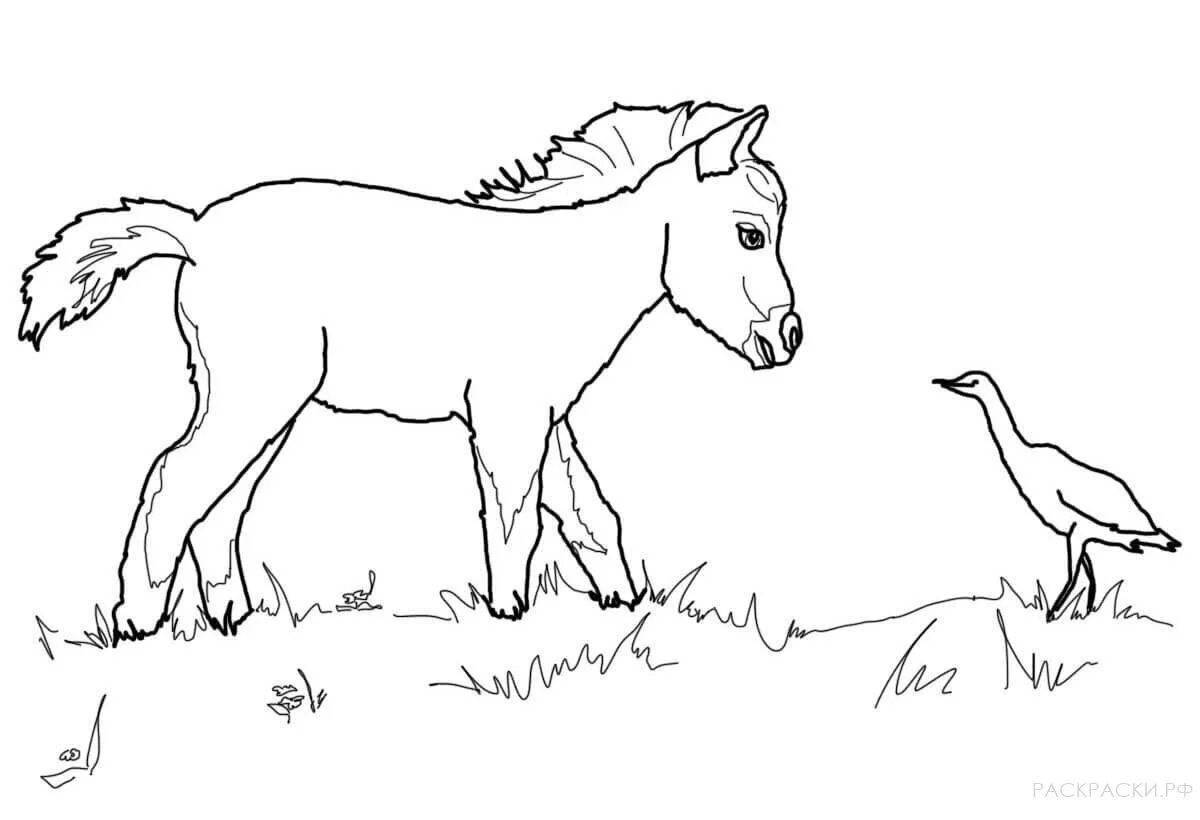 Раскраска «очаровательная лошадь пржевальского»