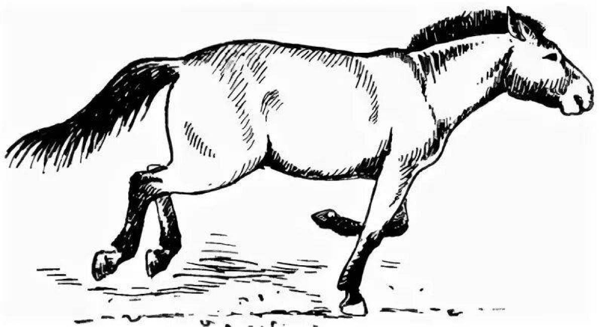 Раскраска ослепительной лошади пржевальского