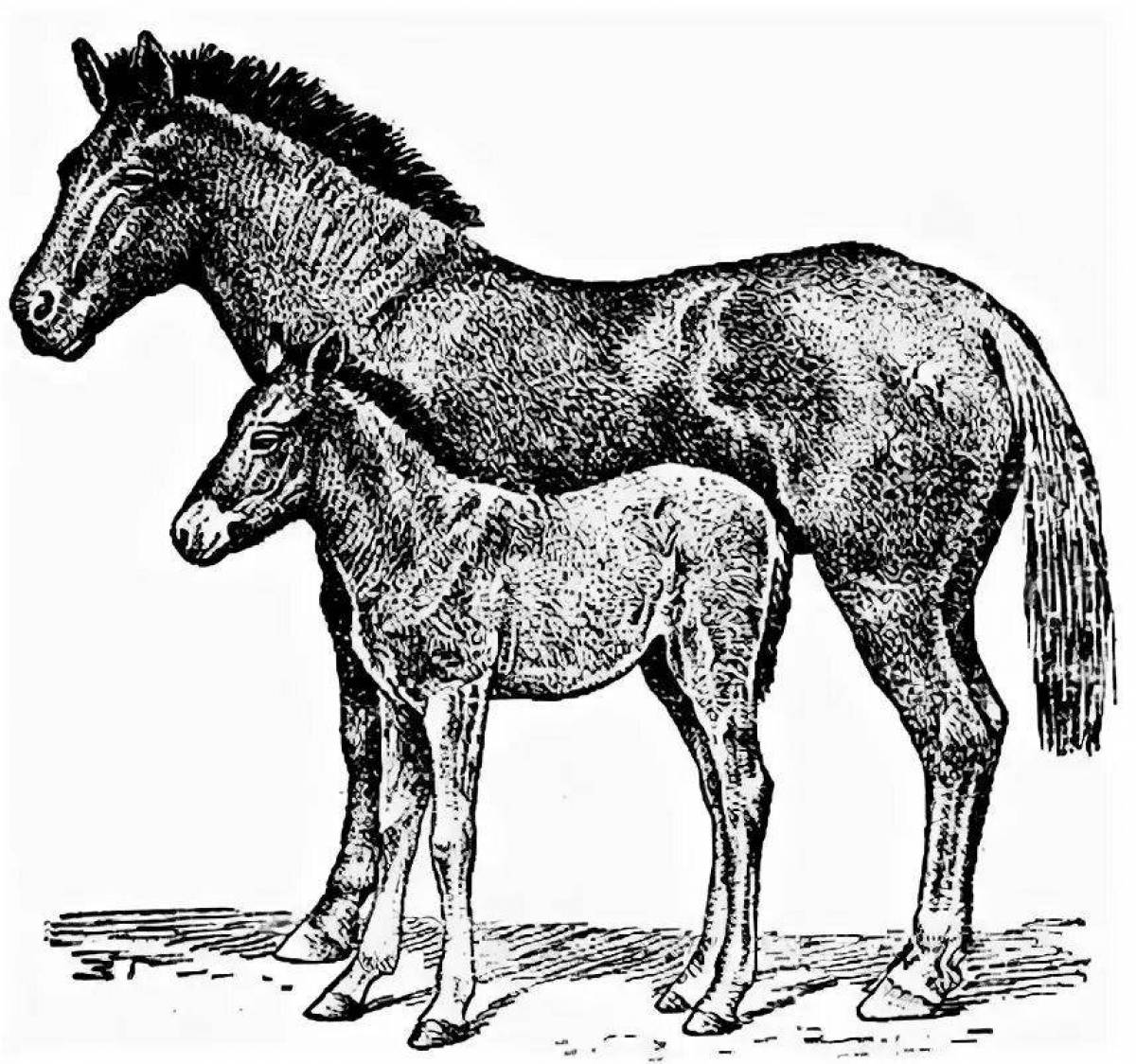 Невероятная раскраска «лошадь пржевальского»