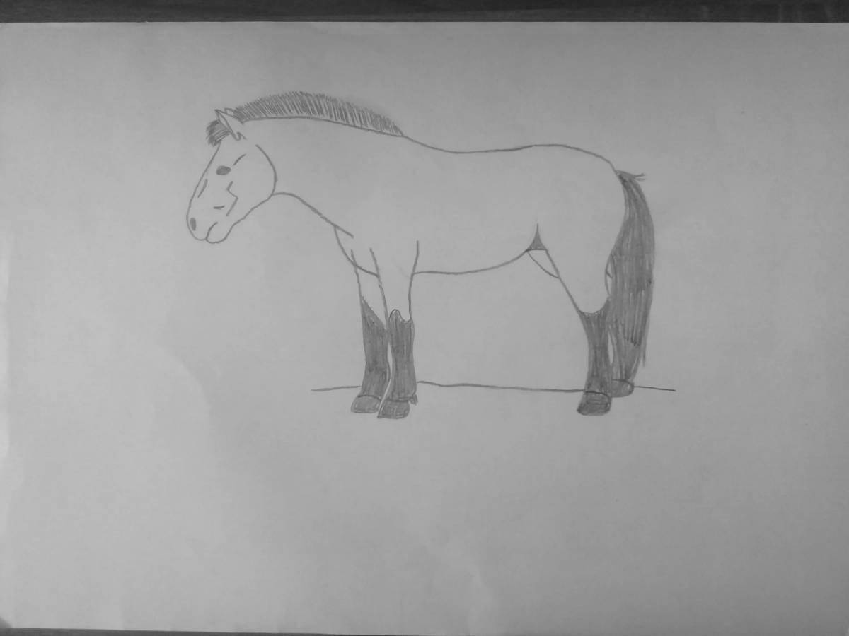 Раскраска «безупречная лошадь пржевальского»