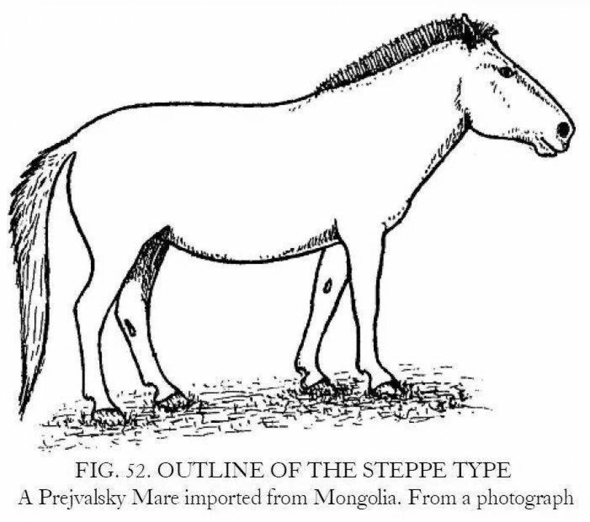 Изысканная раскраска лошади пржевальского