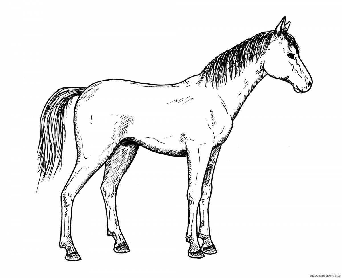Przewalski's horse #1