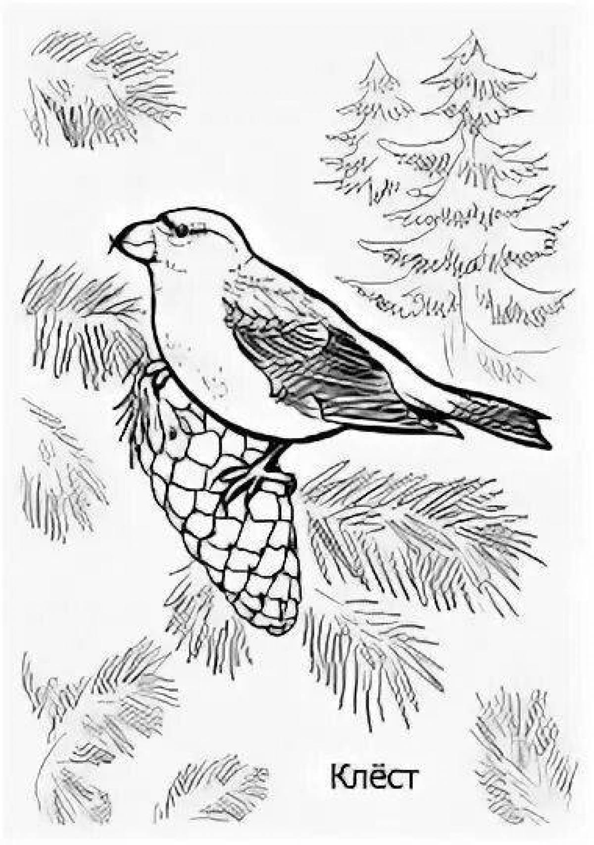 Majestic crossbill coloring page