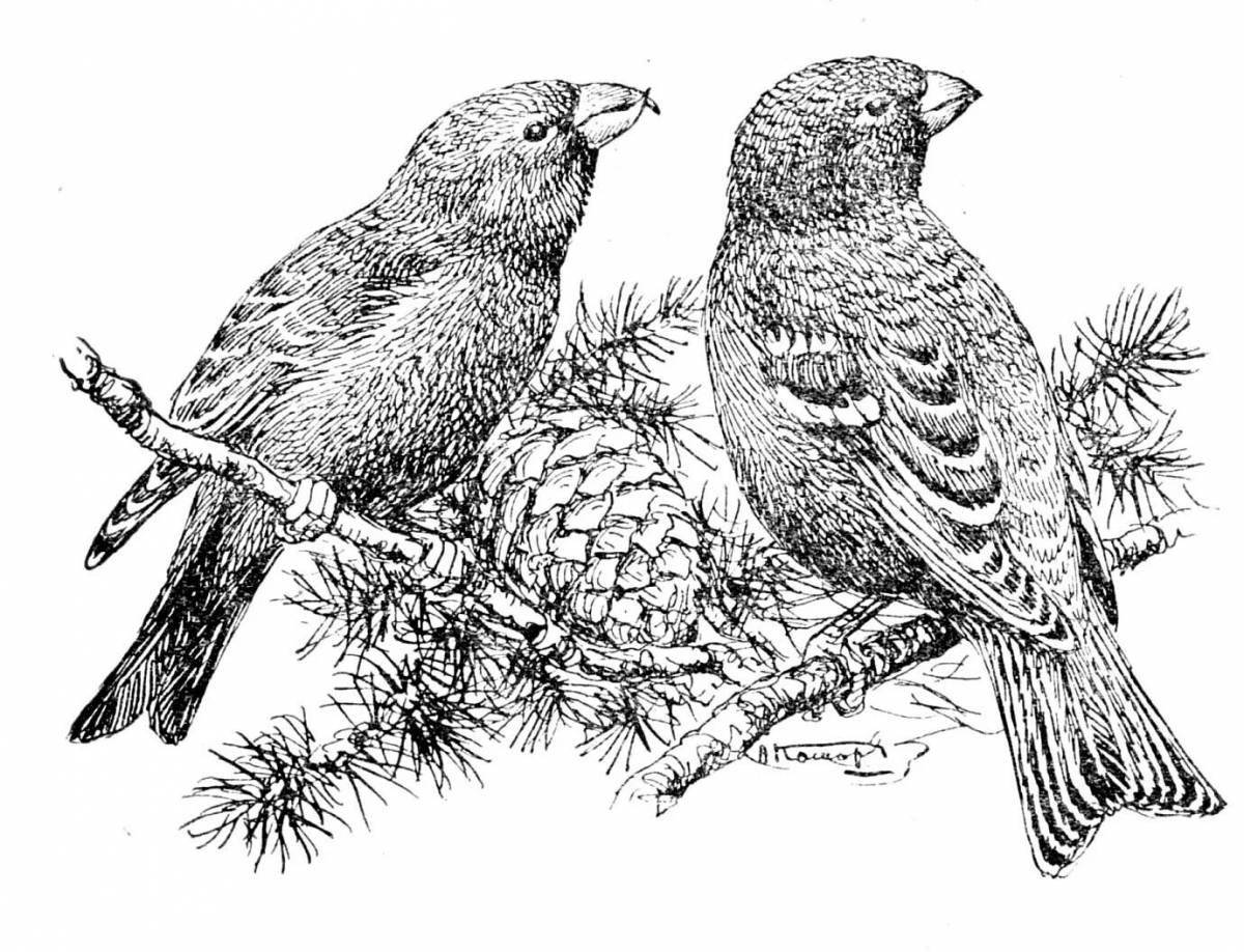 Adorable crossbill coloring page