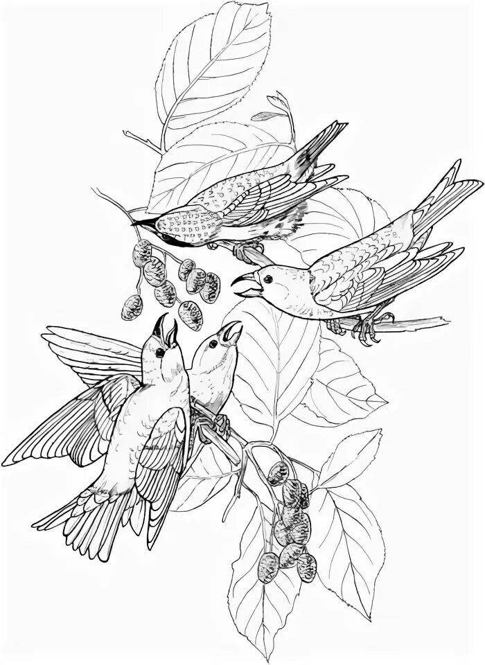 Exotic crossbill coloring page
