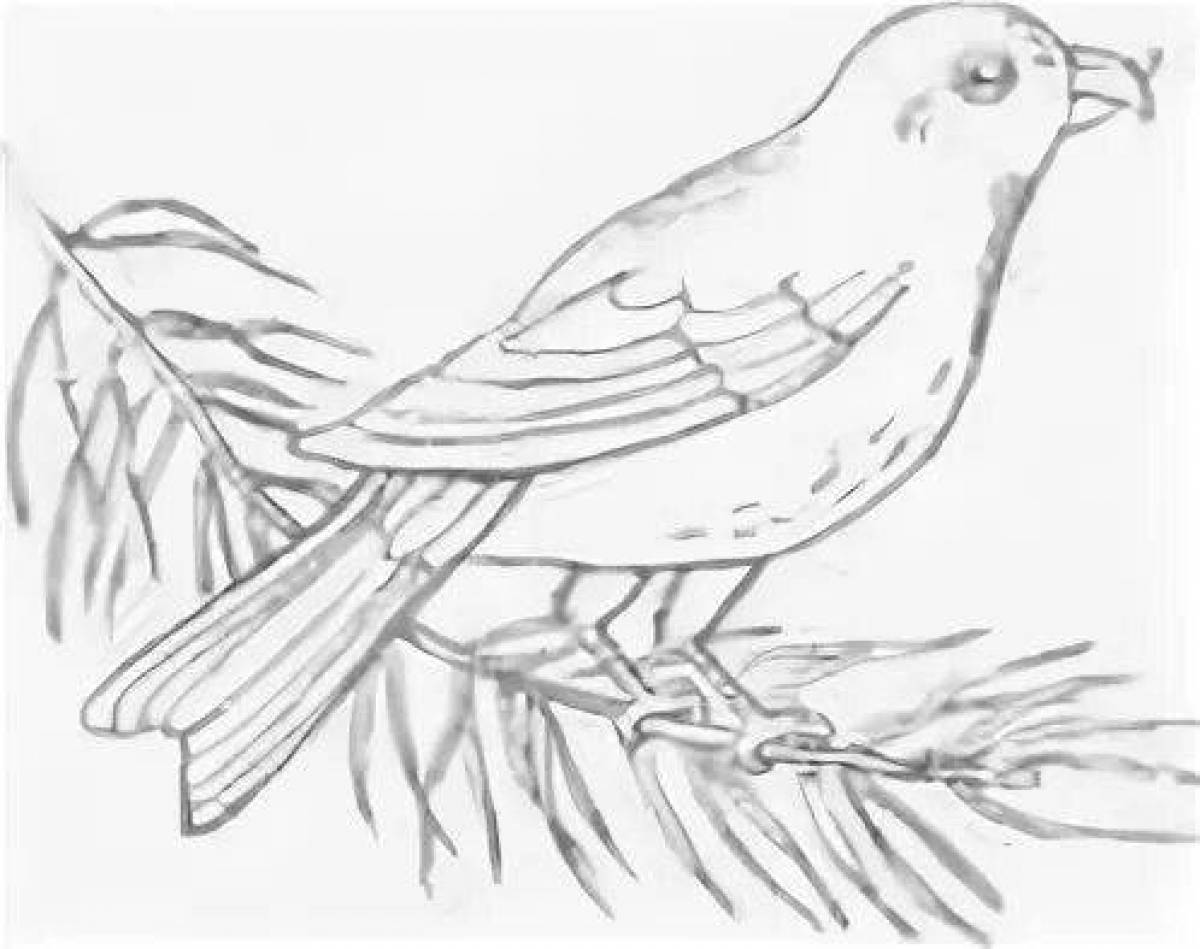 Coloring book dazzling crossbill