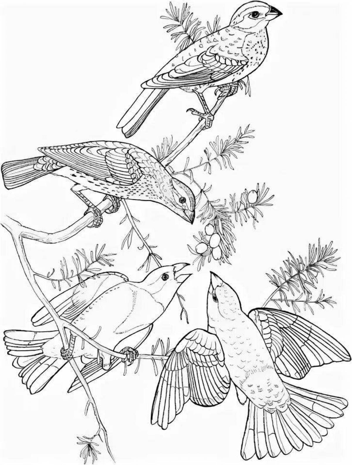 Coloring book amazing crossbill
