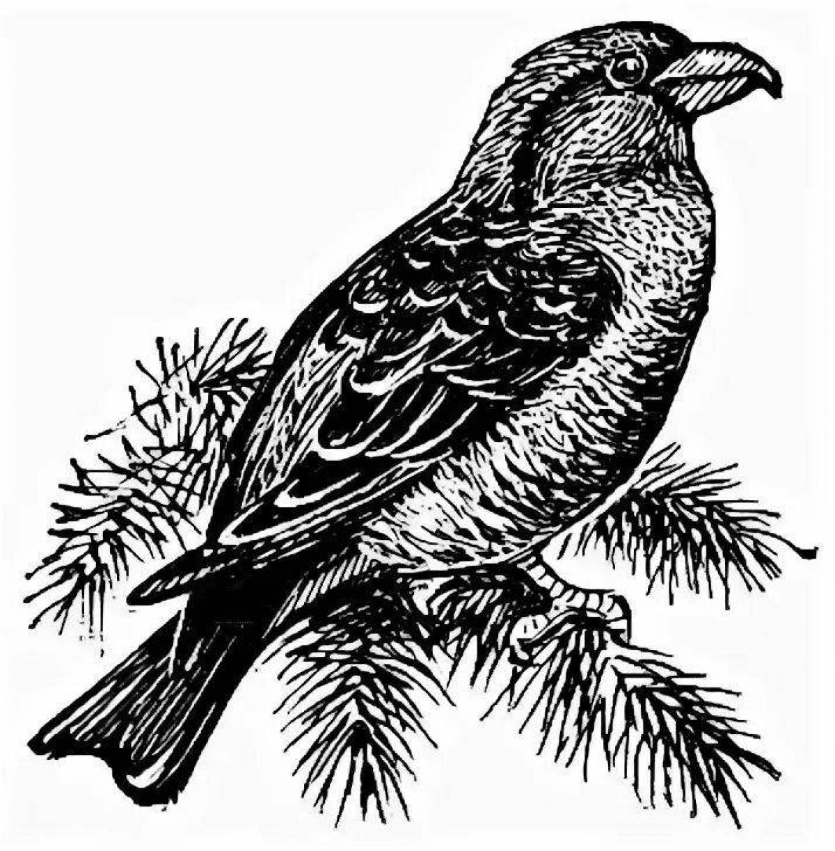 Unique crossbill bird coloring page