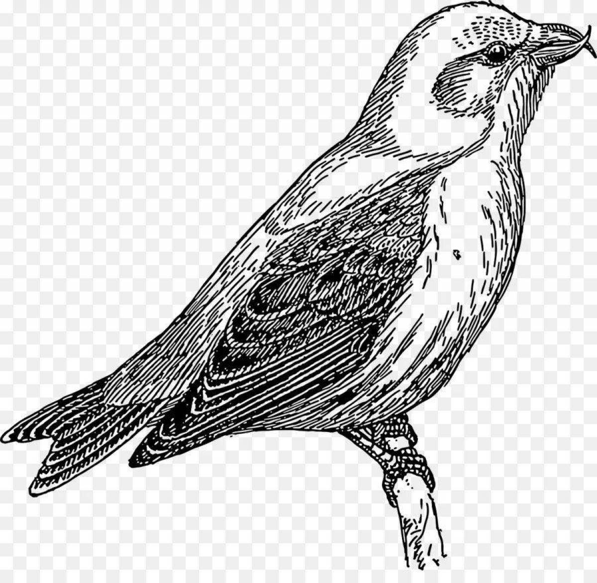 Fancy crossbill coloring page
