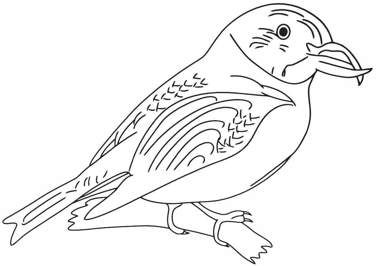Crossbill bird #5