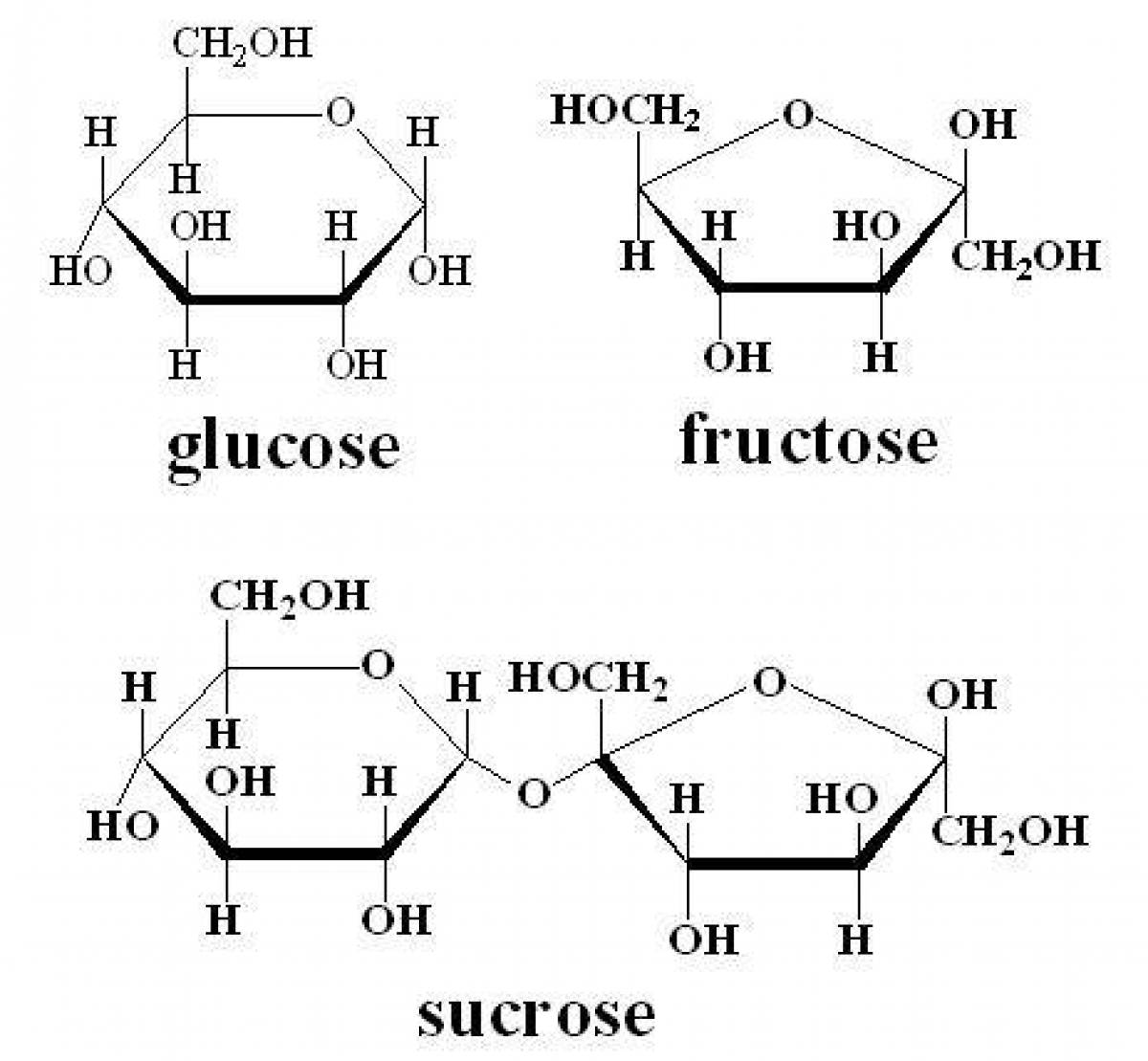 Увлекательная раскраска genshin sucrose