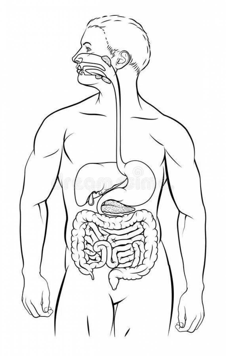 Как нарисовать пищеварительную систему