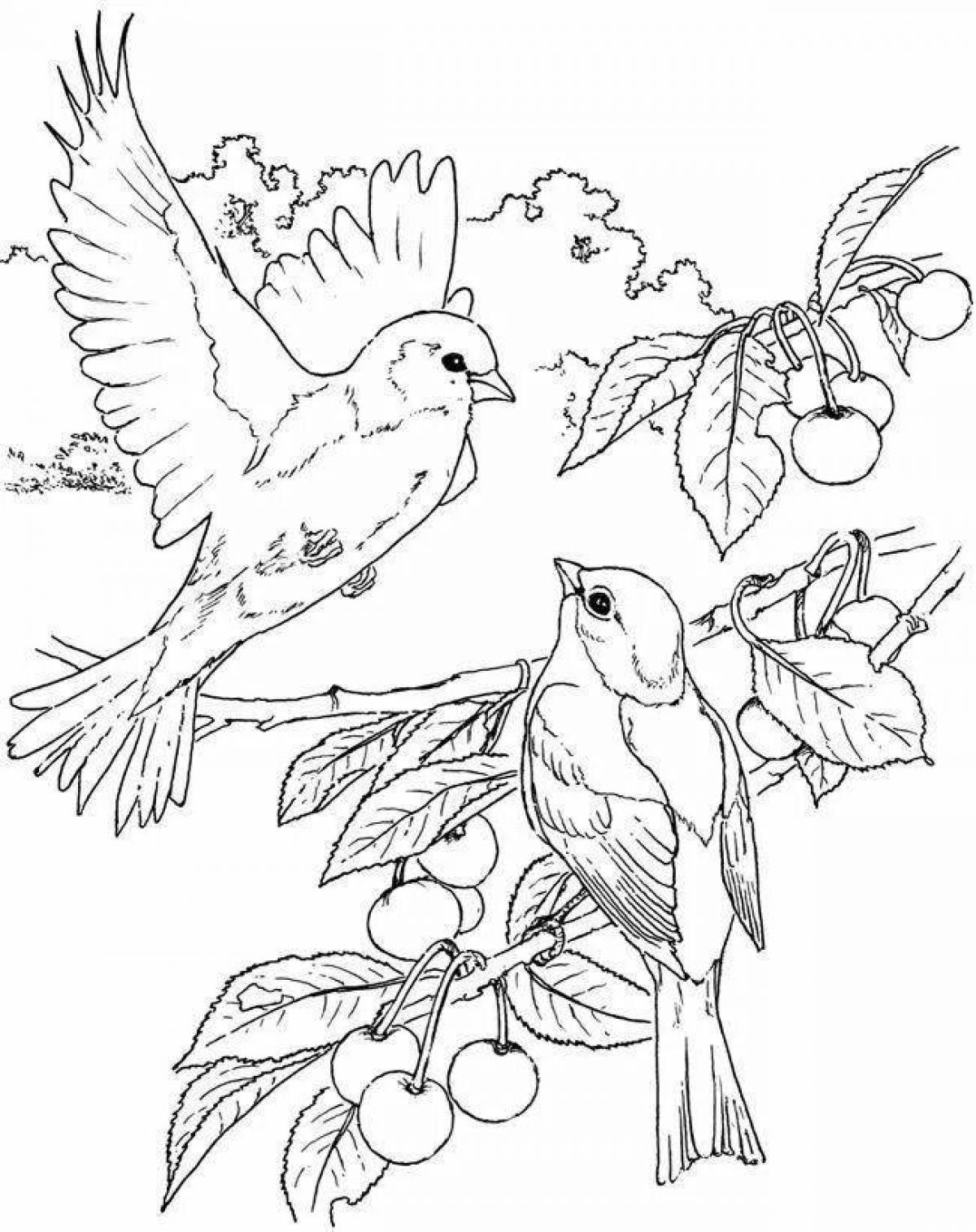 Раскраска цветы и птицы