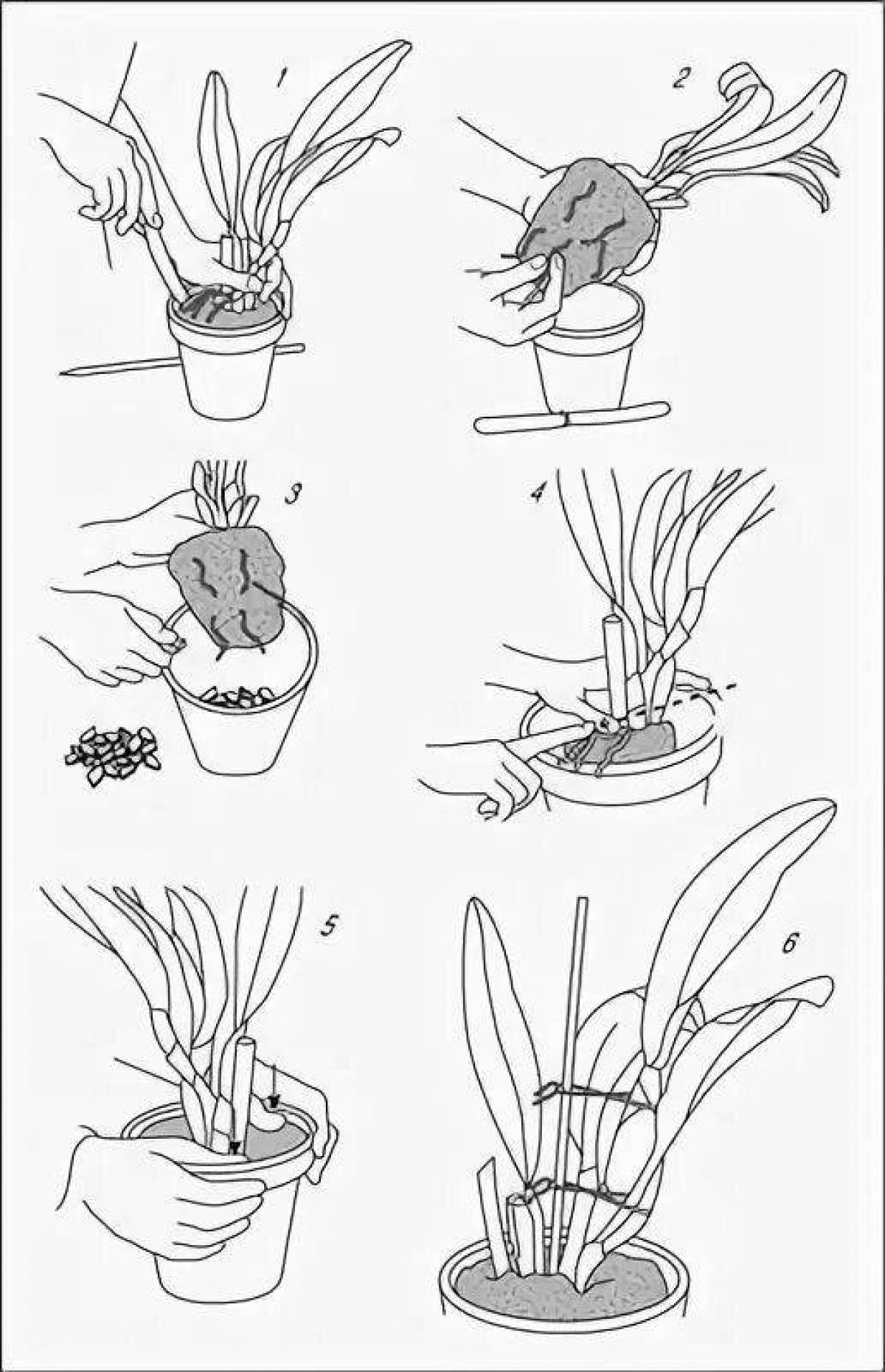 Пересадка орхидеи схема