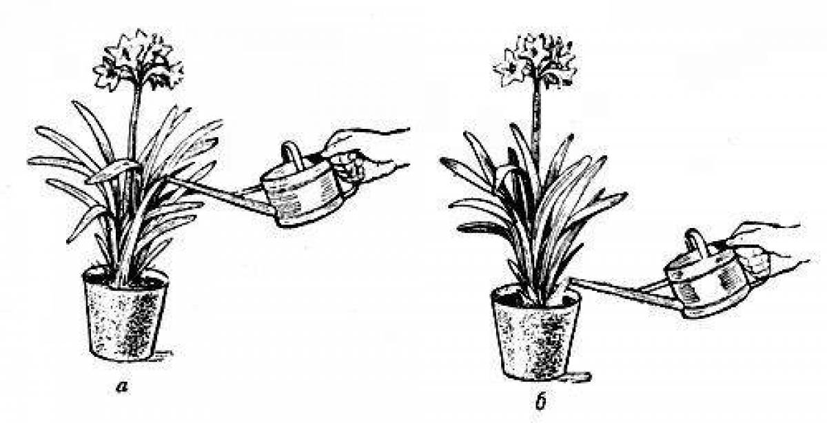 Рисунок предметы для ухода за комнатными растениями