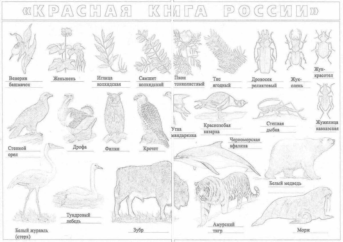 Красная книга россии рисунок карандашом