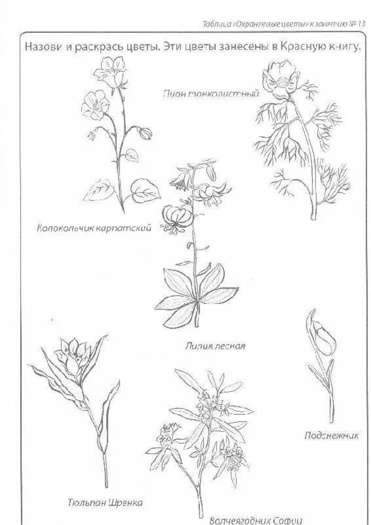 Растения красной книги рисунки для детей