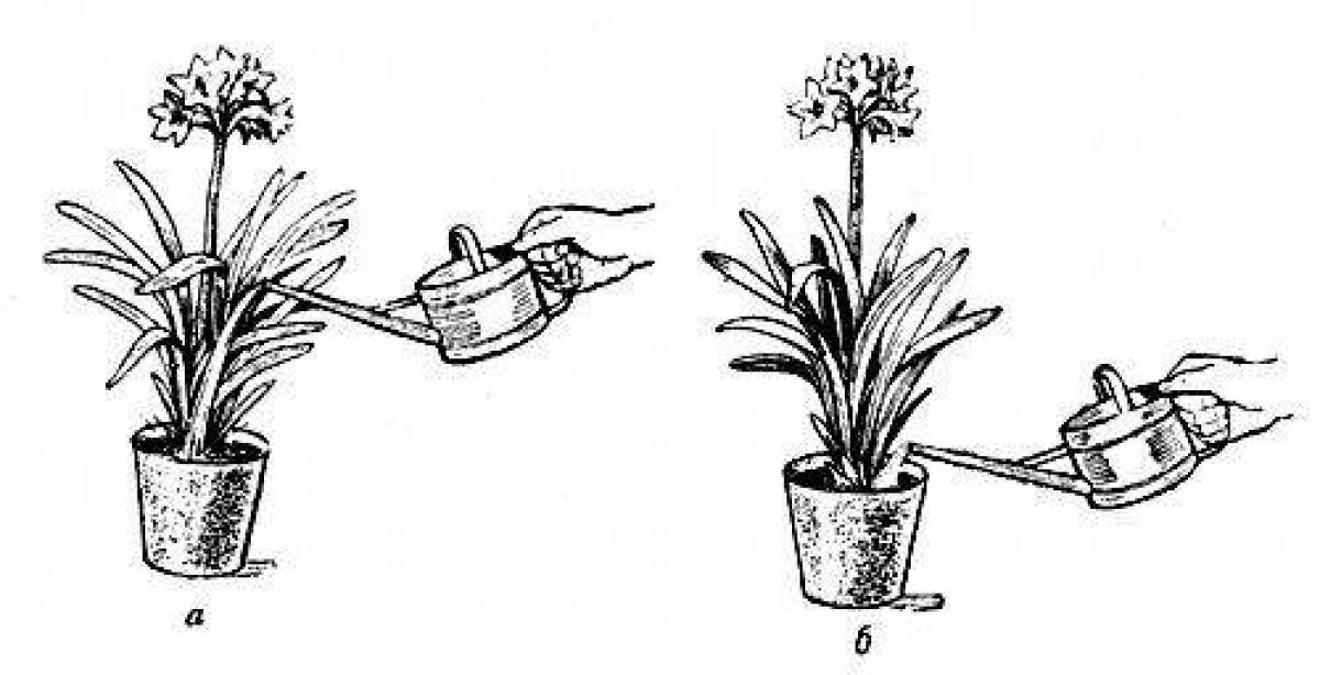 Caring for attractive houseplants coloring page