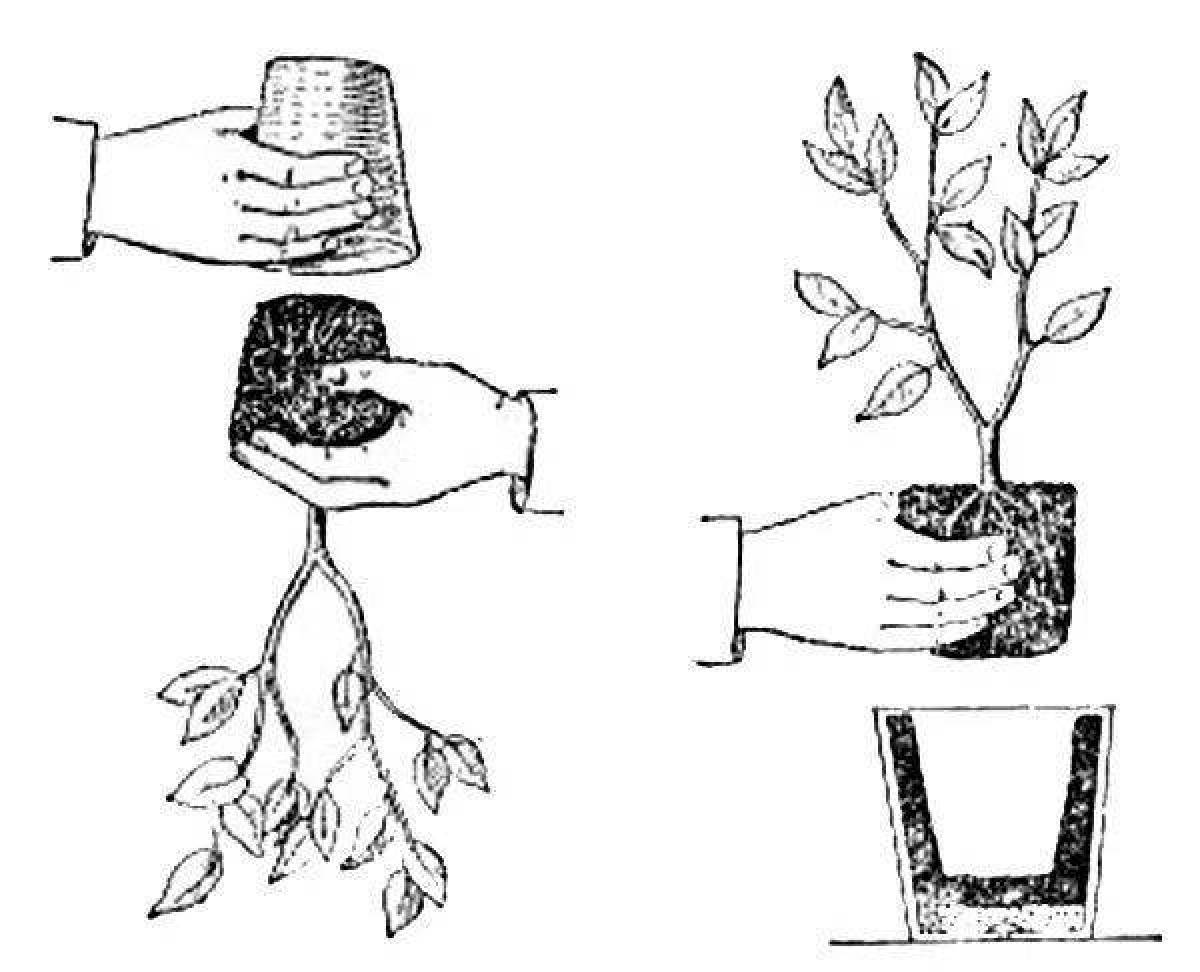 Раскраска находчивый уход за комнатными растениями